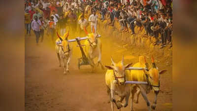 Bullock Cart Race : भिर्रर्रर्र.... बैलगाडा शर्यतींच्या मार्गातील अडथळे दूर, सुप्रीम कोर्टाचा हिरवा कंदील