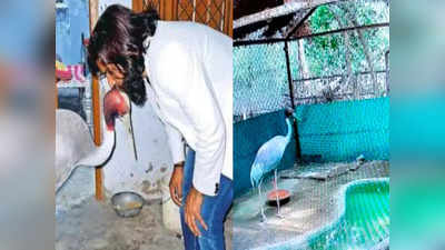 Kanpur News: मैगी खाने का आदी हो गया था आरिफ का सारस, अब चिड़ियाघर में वापस पक्षी बनने की दी जा रही ट्रेनिंग