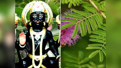 Shani Jayanti 2023: শনি জয়ন্তীতে বাড়িতে লাগান এই গাছ, বাড়বে ব্যাঙ্ক ব্যালেন্স, আপনার উন্নতিতে চোখ ধাঁধাবে সবার!