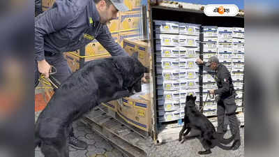 Cocaine Seized In Italy Port : কলার বাক্সে কোকেন পাচার, গোয়েন্দা কুকুরের সাহায্যে আটক ১১ হাজার কোটির মাদক