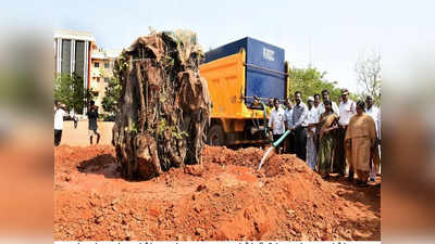 தஞ்சையில் சாலை விரிவாக்கம்:  50 ஆண்டுகள் பழமையான ஆலமரம் மாற்று இடத்தில் நடவு