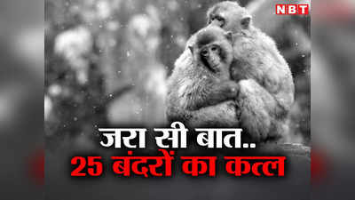 Hapur News: इत्ती सी बात पर बंदरों को दे दिया मीठा जहर, हत्या करने के पीछे वजह जान रह जाएंगे हैरान