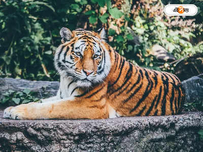 Sundarban News : কাঁকড়া ধরতে গিয়ে বিপত্তি, বাঘের সামনে পড়লেন মৎস্যজীবী! তারপর...