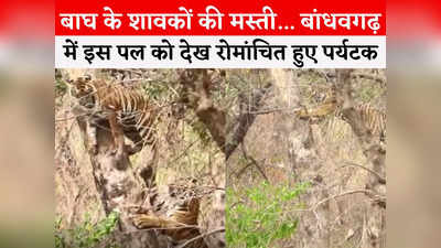 Tiger Cubs In Jungle: जंगल के शेर बन रहे बाघ के बच्चे, पेड़ पर चढ़े एक शावक की दूसरे ने खींची टांग