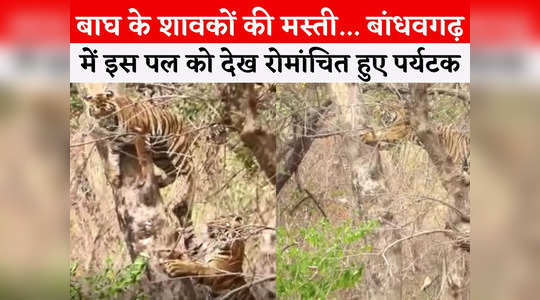Jungle News: बांधवगढ़ टाइगर रिजर्व पार्क में शावकों की मस्ती... पेड़ पर चढ़कर कर रहे हैं उछल कूद