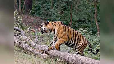 बांधवगढ़ टाइगर रिजर्व में मादा बाघ की मौत की मौत, पोस्टमार्टम रिपोर्ट में हुआ खुलासा