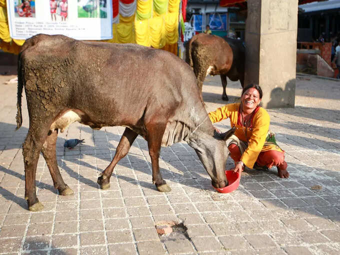 ಮನೆಯ ಮುಖ್ಯ ಬಾಗಿಲಲ್ಲಿ ಹಸು