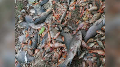 Ballia News: मंदिर के तालाब में सैकड़ों सुनहरी मछलियों की मौत, भीषण गर्मी बताई जा रही वजह