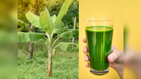 Banana Leaves Juice : வாழை இலை ஜூஸ்ல இவ்ளோ அற்புதமான நன்மைகள் இருக்கா... இனி தூக்கி வீசாதீங்க...