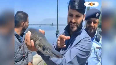 Dal Lake Kashmir: জলের নীচে থিকথিক করছে ‘কুমির মাছ’! ডাল লেকে শিকারা চড়ায় সাবধান