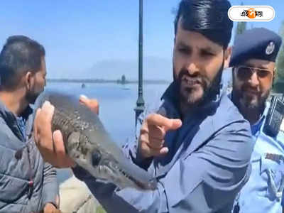 Dal Lake Kashmir: জলের নীচে থিকথিক করছে ‘কুমির মাছ’! ডাল লেকে শিকারা চড়ায় সাবধান