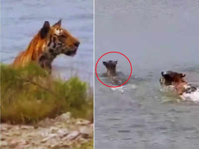 Bengal Tiger Viral Video: बंगाल टाइगर ने छिपकर किया हमला, निपटाने ही वाला था कि हिरण उसे मामू बनाकर निकल गया