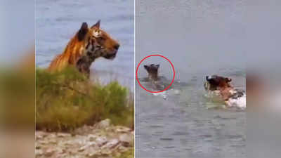 Bengal Tiger Viral Video: बंगाल टाइगर ने छिपकर किया हमला, निपटाने ही वाला था कि हिरण उसे मामू बनाकर निकल गया