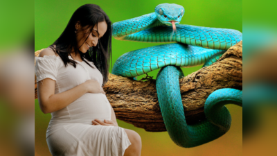 Pregnant Women And Snake: ಈ ಕಾರಣಕ್ಕಾಗಿ ಗರ್ಭಿಣಿಯರಿಗೆ ಹಾವುಗಳು ಕಚ್ಚೋದೇ ಇಲ್ಲ..!