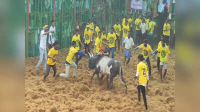 புதுக்கோட்டையில் கோலாகலமாக நடந்த ஜல்லிக்கட்டு;  சீறிய காளைகளை அடக்கிய வீரர்கள்!