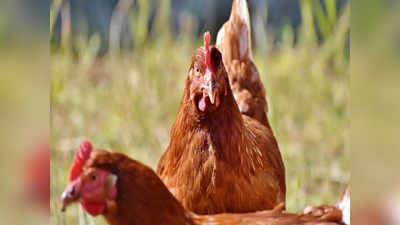 Chicken Prices: నాన్‌వెజ్ ప్రియులకు షాక్.. భారీగా పెరిగిన చికెన్ ధరలు.. ఎంతంటే..?