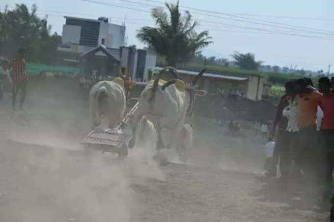 Bullock Cart Race