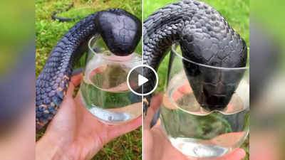 Cobra Viral Video : कोबरा को लगी थी प्यास, शख्स ने कांच के गिलास में पानी दिया तो वह ऐसे पी गया, वीडियो वायरल