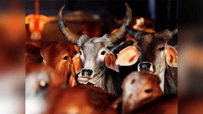UP News: दूध पीने के बाद सड़क पर भटकने छोड़ी गाय तो हो सकती है जेल, योगी के मंत्री की चेतावनी