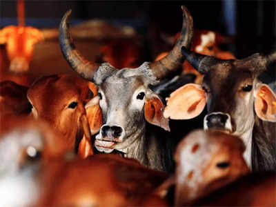 UP News: दूध पीने के बाद सड़क पर भटकने छोड़ी गाय तो हो सकती है जेल, योगी के मंत्री की चेतावनी
