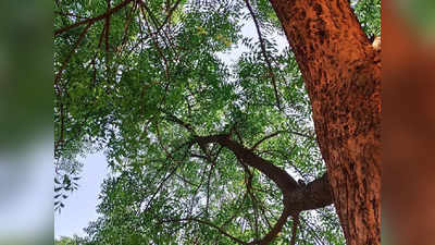 Neem Tree: মুক্তি মেলে শনি-মঙ্গল-কেতুর দশা থেকে! বাড়ির বাইরে এক নিম গাছ বদলে দিতে পারে ভাগ্য