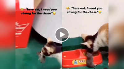​Viral Video :चूहे को मुंह में दबाकर उठा ले गई बिल्ली और साथ बैठकर खाया खाना, वीडियो देख टॉम-जेरी की याद आ जाएगी
