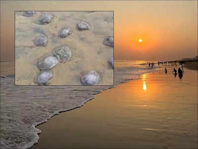 Puri Sea Beach Jellyfish : পুরীতে জলে নামলেই গায়ে তীব্র চুলকানি-লাল দাগ, সমুদ্রে নামা নিরাপদ? জবাবে বিশেষজ্ঞ