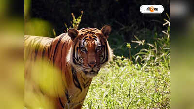 Tiger Release Video: রাজাজিতে পা পড়ল বনের রানি-র, দেখুন জঙ্গলের সেই রুদ্ধশ্বাস ভিডিয়ো