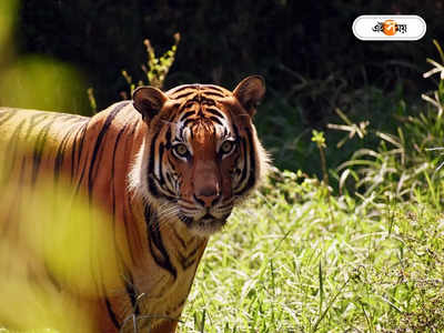 Tiger Release Video: রাজাজিতে পা পড়ল বনের রানি-র, দেখুন জঙ্গলের সেই রুদ্ধশ্বাস ভিডিয়ো