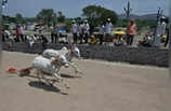 Bullock Cart Race: महाराष्ट्र में बैलगाड़ी दौड़ को हरी झंडी, सुप्रीम कोर्ट के फैसले के बाद खेल का रोमांच तो देखिए