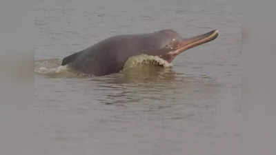 Barabanki News: बाराबंकी की शारदा नहर में दिखीं दो गंगा डॉल्फिन, एक को रेस्‍क्‍यू करके सरयू में छोड़ा