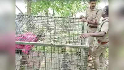 കടുവ കൂട്ടിൽ കയറിയില്ല, ഇനി കാടു തെളിക്കൽ; പത്തനംതിട്ടയിൽ വന്യമൃഗശല്യം രൂക്ഷം