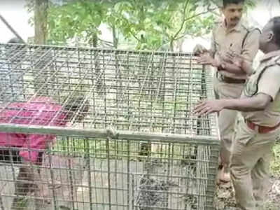 കടുവ കൂട്ടിൽ കയറിയില്ല, ഇനി കാടു തെളിക്കൽ; പത്തനംതിട്ടയിൽ വന്യമൃഗശല്യം രൂക്ഷം