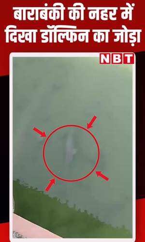 pair of dolphins seen in canal released one in saryu barabanki