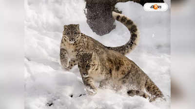 Snow Leopard : অবিশ্বাস্য! ভূস্বর্গে দাপিয়ে বেড়াচ্ছে পাহাড়ি ভূত
