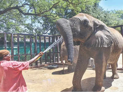 Karachi Zoo News: नूरजहां के बाद अब मधुबाला भी मरने के कगार पर, कंगाल पाकिस्तान में जानवरों की आई शामत