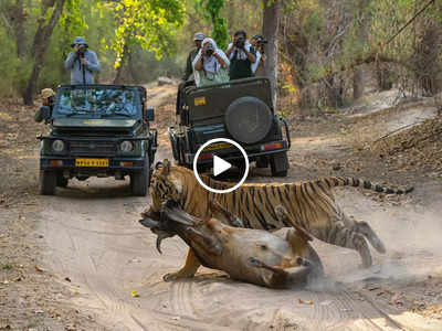 Tiger Ka Video: टाइगर ने शिकार को गर्दन से दबोचा, घसीटते हुए ले जा रहा था तो फोटोग्राफर ने वीडियो बना लिया