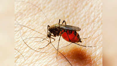 Body Odors Attracts Mosquitoes: शरीर की किस गंध से मच्छर सबसे ज्यादा आकर्षित होते हैं? आज जान लीजिए