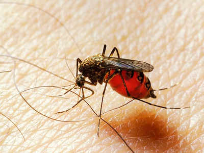 Body Odors Attracts Mosquitoes: शरीर की किस गंध से मच्छर सबसे ज्यादा आकर्षित होते हैं? आज जान लीजिए