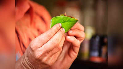 Betel Nuts : கொட்டைப்பாக்கு  நன்மையை விட தீமை தான் அதிகமாம், யாரெல்லாம் சாப்பிடக்கூடாது தெரியுமா?