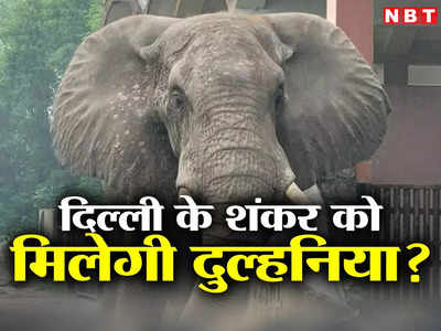 African Elephant Shankar: दिल्ली का शंकर, मैसूर की रिची, बन जाए ये लव स्टोरी, जरा इनके मिलन की दुआ कीजिए