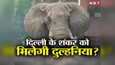 African Elephant Shankar: दिल्ली का शंकर, मैसूर की रिची, बन जाए ये लव स्टोरी, जरा इनके मिलन की दुआ कीजिए