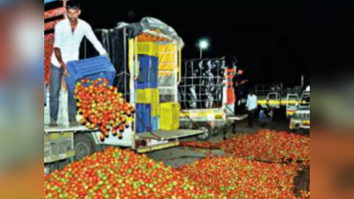 Nashik News : टोमॅटोने आणले डोळ्यांत पाणी; दर कोसळल्याने शेतकरी झाले हतबल