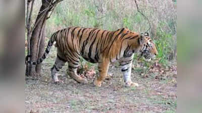 MP News: छिंदवाड़ा के रिहायशी इलाकों में बाघ ने डाला डेरा, दो गाय समेत 5 जनवरों को बनाया शिकार
