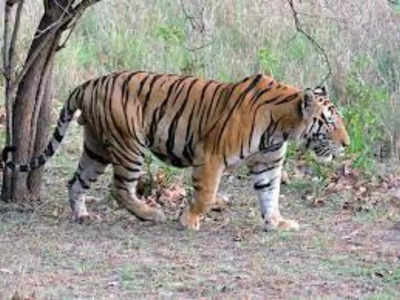 MP News: छिंदवाड़ा के रिहायशी इलाकों में बाघ ने डाला डेरा, दो गाय समेत 5 जनवरों को बनाया शिकार