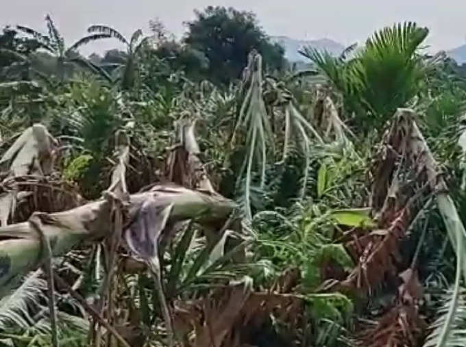 banana plant