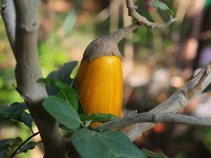 ​ಬದನೆಕಾಯಿ ಮುಟ್ಟಲೇಬೇಡಿ:​