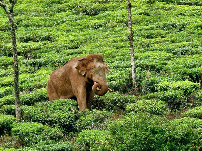 അരിക്കൊമ്പൻ്റെ പേരിൽ വ്യാപക തട്ടിപ്പ്; പിരിച്ചെടുത്തത് ലക്ഷങ്ങൾ, സന്ദേശങ്ങൾ ഡിലീറ്റാക്കി ഗ്രൂപ്പ് അഡ്മിൻ മുങ്ങിയെന്ന് ആരോപണം