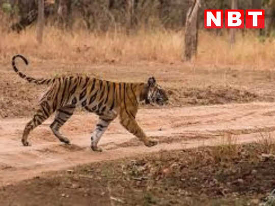Tiger News: पन्ना टाइगर रिजर्व में बाघ की मौत, वर्चस्व की लड़ाई में गंवाई जान