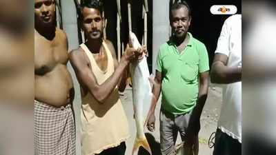 Nadia News : মৎস্যজীবীর জালে পেল্লাই সাইজের কাতলা মাছ! দাম কত উঠল জানেন?